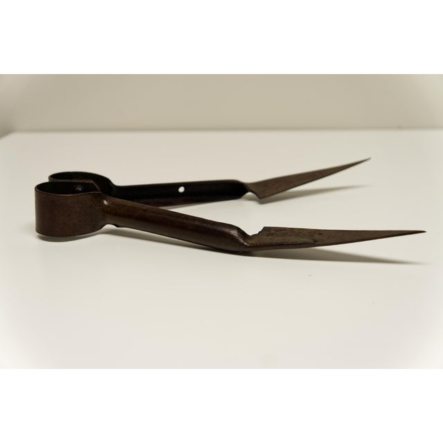 Early 20th century Ward & Payne metal sheep shears showcasing classic English craftsmanship. This authentic agricultural...