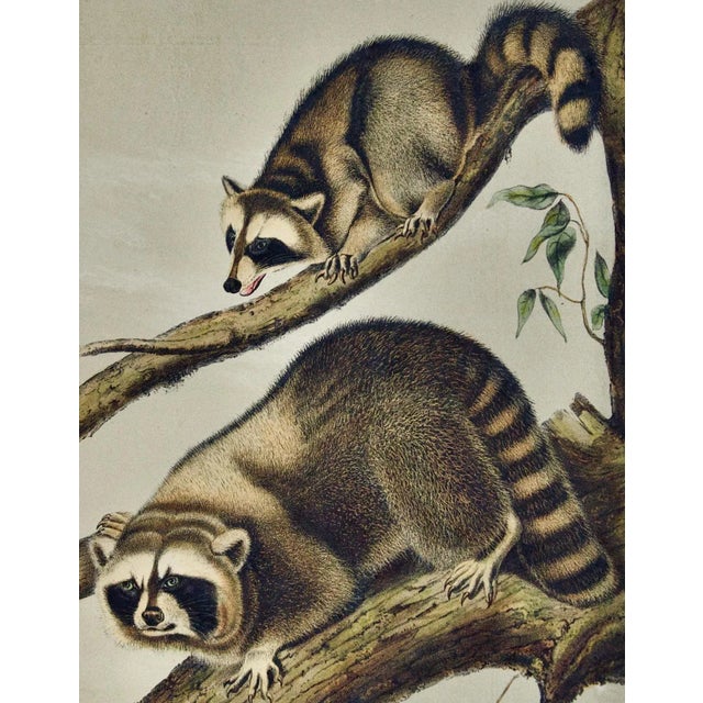 Audubon Raccoon: An Original 19th Century Audubon Hand-Colored Lithograph, 1849-1854 For Sale - Image 4 of 5