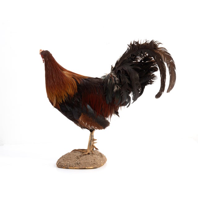 Traditional Life-Size Gamecock Taxidermy Mount Brilliant Red Orange Plumage Sand Mount Rooster For Sale - Image 3 of 17