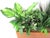 Wood Teak Indoor Planter With Silk Plants Denmark For Sale - Image 7 of 10