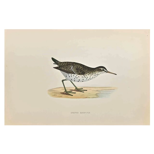 Alexander Francis Lydon, Spotted Sandpiper, Woodcut Print, 1870 For Sale