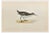 Alexander Francis Lydon, Spotted Sandpiper, Woodcut Print, 1870 For Sale