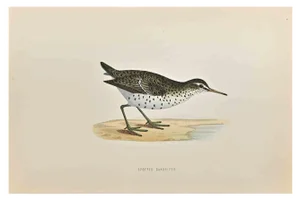Alexander Francis Lydon, Spotted Sandpiper, Woodcut Print, 1870