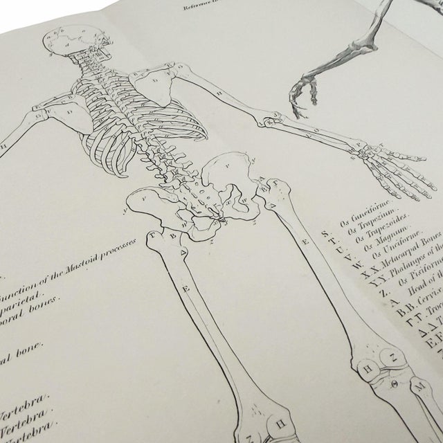 19th Century 1845 Pair of Human Anatomy Monochrome Engravings | Encyclopaedia Metropolitana For Sale - Image 5 of 10