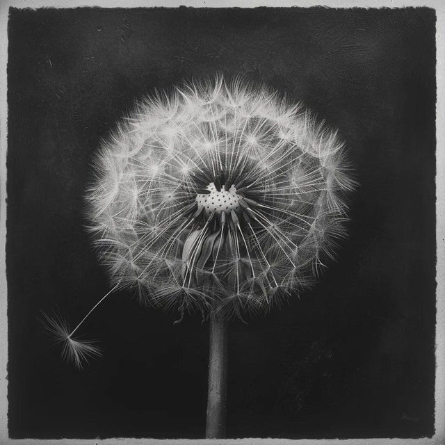 Contemporary 27.5' X 27.5' - 'Dandelion' #3 - Black and White Limited Edition Botanical Floral Photograph Print For Sale - Image 3 of 5