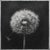 Contemporary 27.5' X 27.5' - 'Dandelion' #3 - Black and White Limited Edition Botanical Floral Photograph Print For Sale - Image 3 of 5