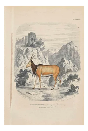 Paul Gervais, Borselo De Derby, Original Lithograph, 1854
