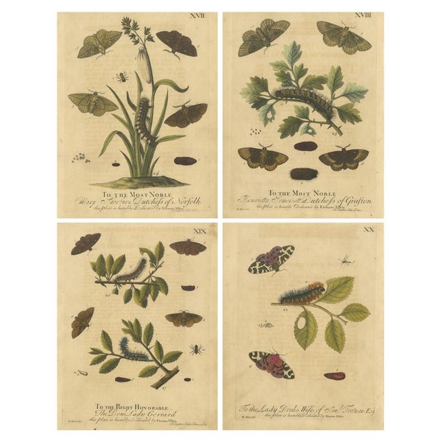 Albin, Moths & Caterpillars Common Rustic, Drab & Tiger Moths, 1720, Prints, Set of 4 For Sale - Image 10 of 10
