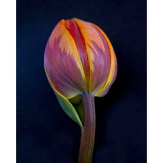 Macro Tulip Photograph For Sale