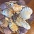 Curated Grand Tour-Style Specimen Seashell Collection in Woven Basket For Sale - Image 4 of 4