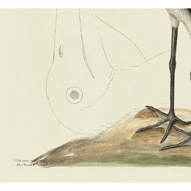 American Mark Catesby Reproduction of Wood Pelican, Plate 81 For Sale - Image 3 of 3