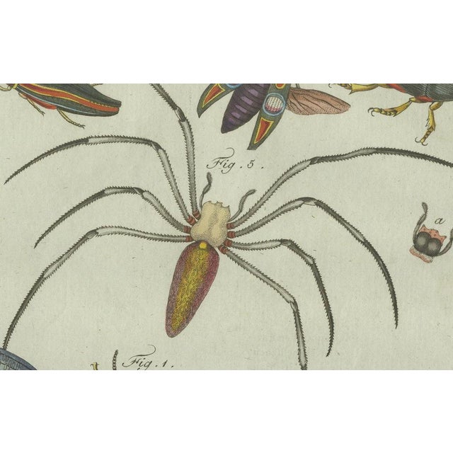 Early 19th Century Bertuch, Exotic Insects, Spider and Butterfly, 1800, Engraving For Sale - Image 5 of 10