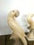 Pair Italian Alabaster Parrot Bird Sculptures - Mid Century For Sale - Image 13 of 18