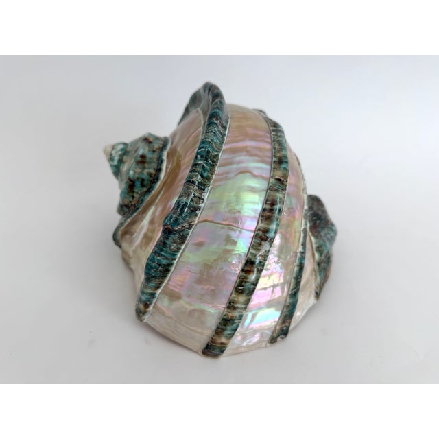 Rare Turbo Marmoratus Shell For Sale - Image 4 of 9