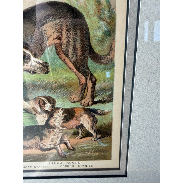 Brown Antique 1889 Chromolithograph Hunting Dogs Foxhound Spaniel Framed For Sale - Image 8 of 12