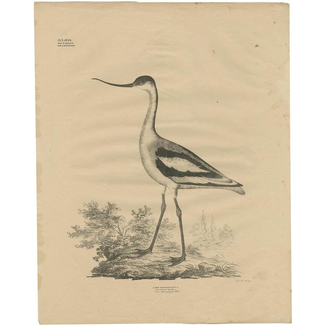 Goldfuss, Bird Illustration of the Pied Avocet, 1824, Print For Sale