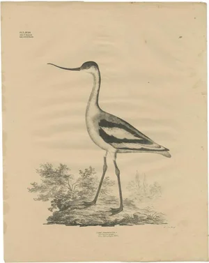 Goldfuss, Bird Illustration of the Pied Avocet, 1824, Print