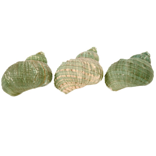 Green Blue Turbo Shells – Set of 3 For Sale In Chicago - Image 6 of 6