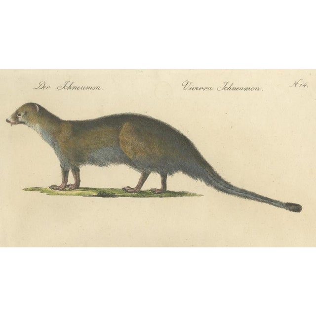Early 19th Century Brodtmann, Egyptian Mongoose, Genet & Civet, 1816, Lithograph For Sale - Image 5 of 9
