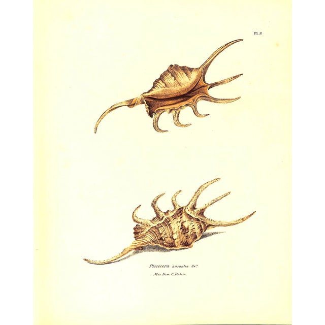 "Exotic Conchology or Drawings and Descriptions of Rare Beautiful or Undescribed Shells" 1968 Swainson, William For Sale - Image 10 of 12