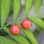 1900-1909 Pre-Revolutionary 14k Gold Coral Earrings, A Pair For Sale - Image 9 of 11
