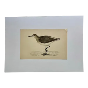Antique Bird Print From England Showcasing a Green Sandpiper - Circa 1880