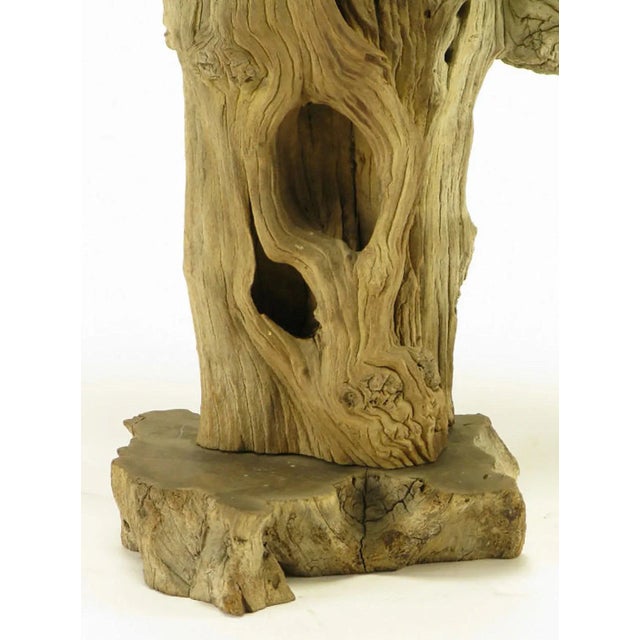 Driftwood Table Lamp With Live Edge Wood Base For Sale In Chicago - Image 6 of 7