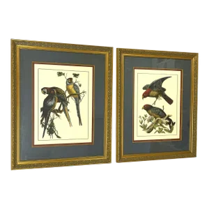Vintage Pair of Realistic Parrot Prints Framed Under Glass- a Pair