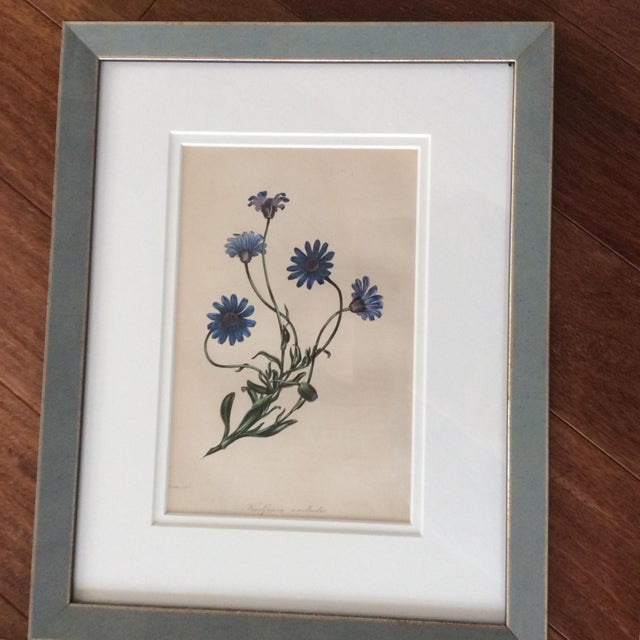 Late 19th Century Antique Botanicals Series - Set of 8 For Sale - Image 4 of 13