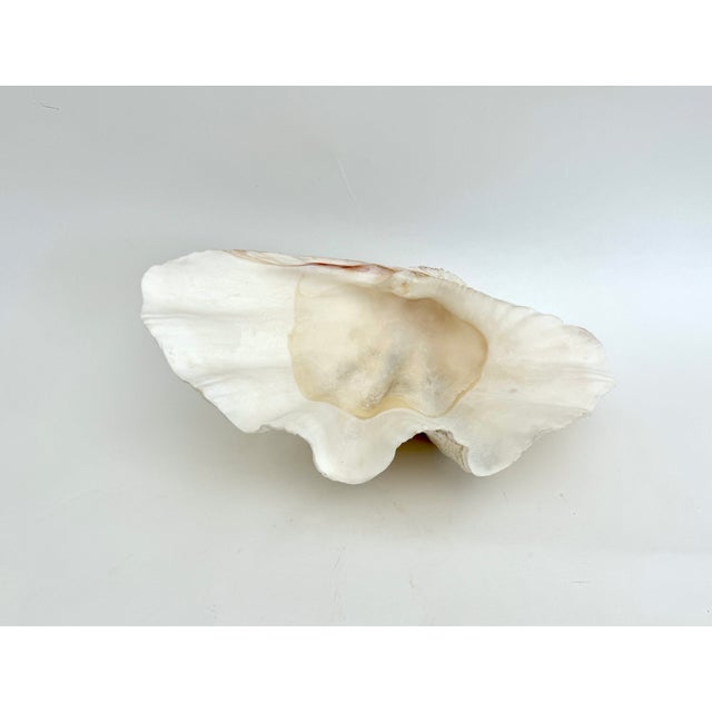 Vintage large clam shell with age and patina. Great for display, serving or as a bowl. Sourced from a supplier with an in...