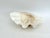 Vintage large clam shell with age and patina. Great for display, serving or as a bowl. Sourced from a supplier with an in...