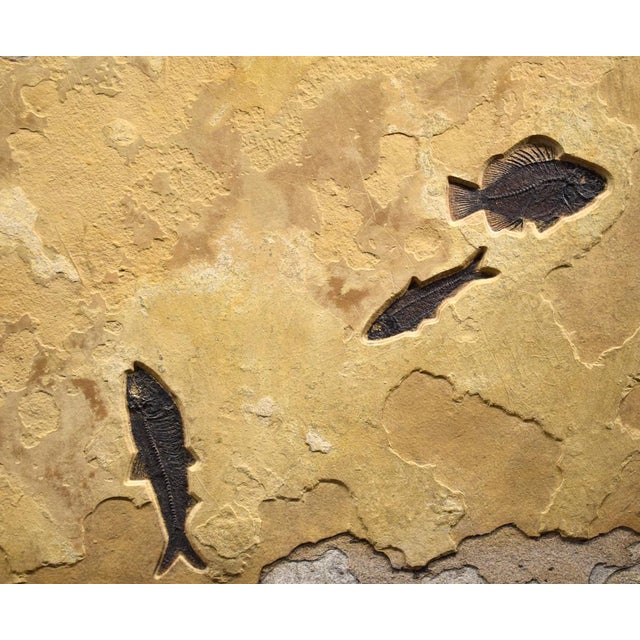 15th Century & Earlier Fossil Fish Mural 4779gm For Sale - Image 5 of 6