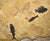 15th Century & Earlier Fossil Fish Mural 4779gm For Sale - Image 5 of 6