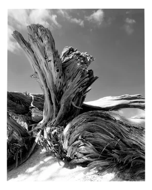Cretan Tamarix - Black and White Photography, Limited Edition 2 of 20 2022