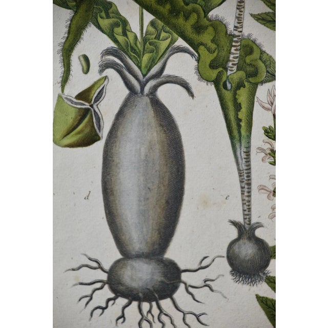 Realism Weinmann 18th Century Hand Colored Botanical Engraving "Horminum Peregrinum", 1739 For Sale - Image 3 of 5