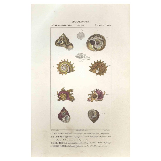 Pierre Jean François Turpin, Cricostomi, Etching, 1831 For Sale