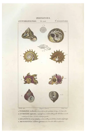 Pierre Jean François Turpin, Cricostomi, Etching, 1831