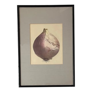 Antique 19th Century French Botanical Study - Onion Collage For Sale