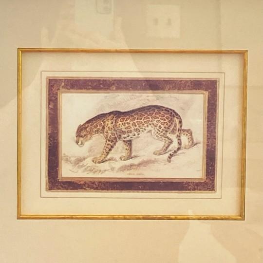 Pair: Vintage Jaguar Felis Onca Book Plate Lithographs Framed Art Print Big Cats For Sale - Image 12 of 18