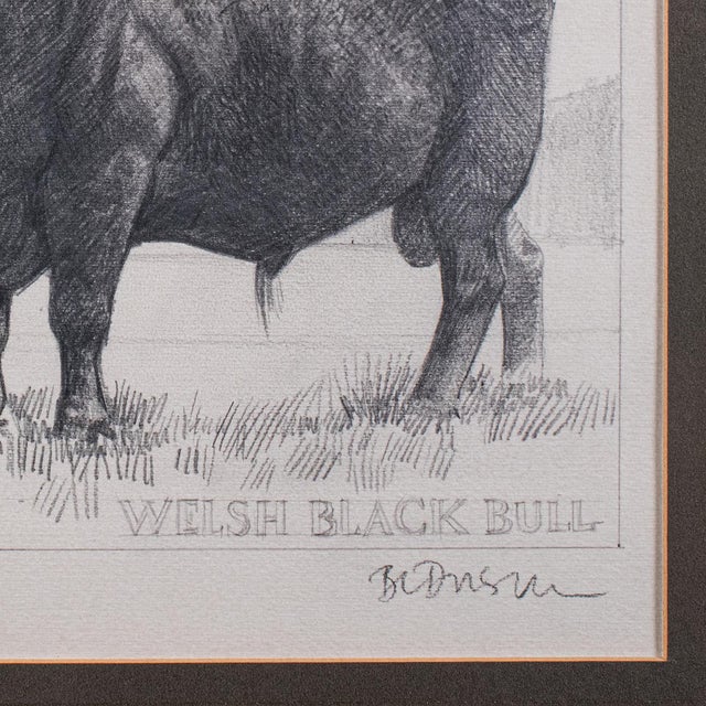 Glass Vintage Stamp Proof Sketch, English, Barry Driscoll, Welsh Black Bull, Framed For Sale - Image 7 of 10