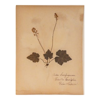 Antique Herbarium - Foamflower, Circa 1890 - 2015 For Sale