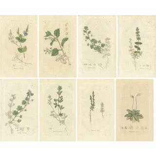 Hand-Colored After James Sowerby, Botanical Plates of Veronica Wildflowers & Pinguicula, 1830s, Engravings, Set of 8 For Sale