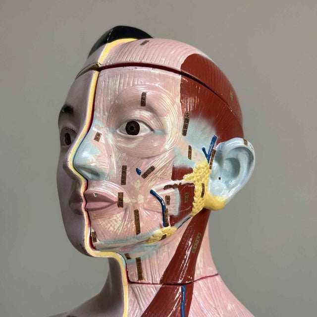 Mid-Century Modern Japanese Anatomical Model Nakamura, 1970s For Sale - Image 3 of 18