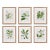 Classic Flower And Leaf Study, Set Of 6 For Sale