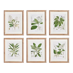 Classic Flower And Leaf Study, Set Of 6