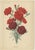 After Godard, Flowers from Revue Horticole, Chromolithographs, Set of 4 For Sale - Image 4 of 7