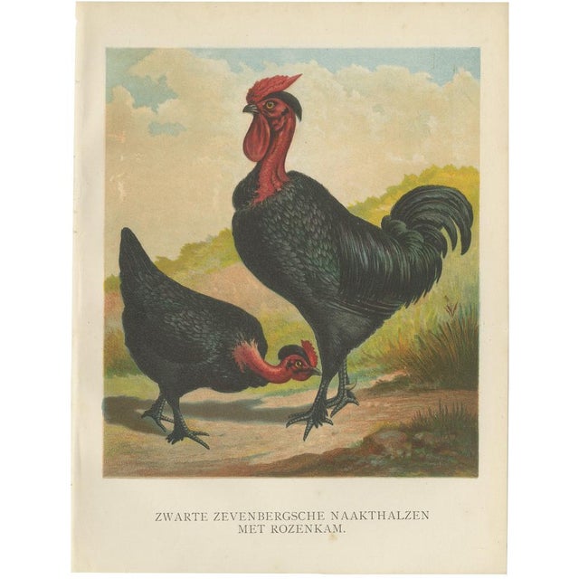 After Förster, Black Zevenbergen Naked Neck Chickens, 1888, Print For Sale - Image 10 of 10