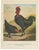 After Förster, Black Zevenbergen Naked Neck Chickens, 1888, Print For Sale - Image 10 of 10