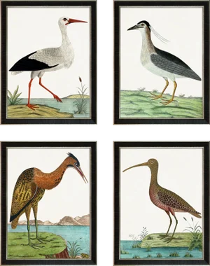 Contemporary Bird Reproduction Prints After Eleazar Albin, Framed - Set of 4 (#3)