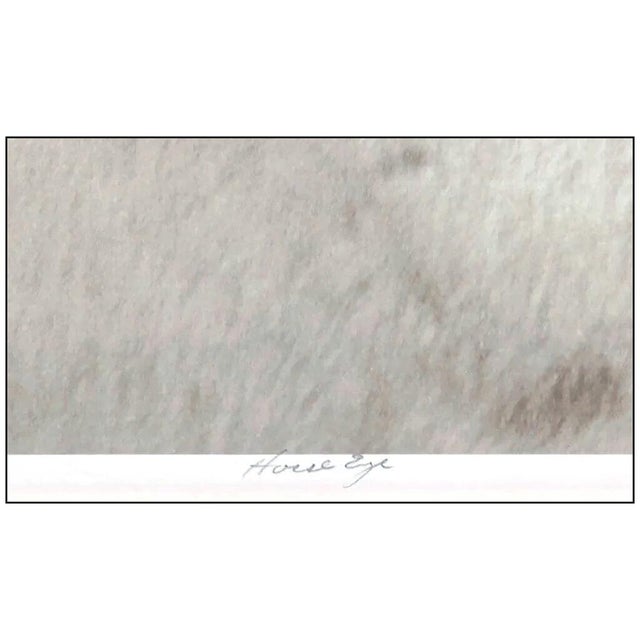 2000 - 2009 Horse Eye, John Maggiotto For Sale - Image 5 of 7